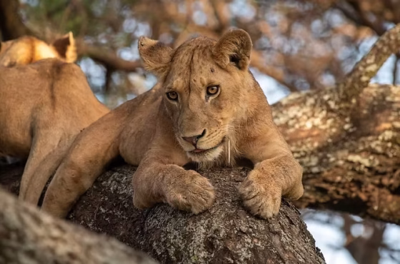 7 Days Tanzania Group & Camping Safari