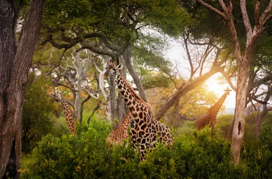 8 Days Tanzania Safari & Culture Experience