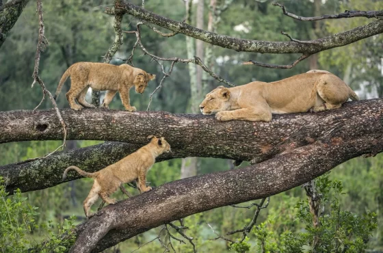 7 Days Tanzania Safari Escape