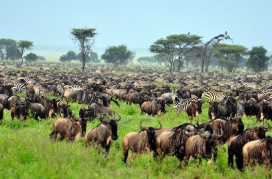 3-Day Northern Tanzania Budget Group Camping Safari