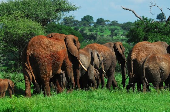 9 Days Tanzania Wildlife & Cultural Safari Experience