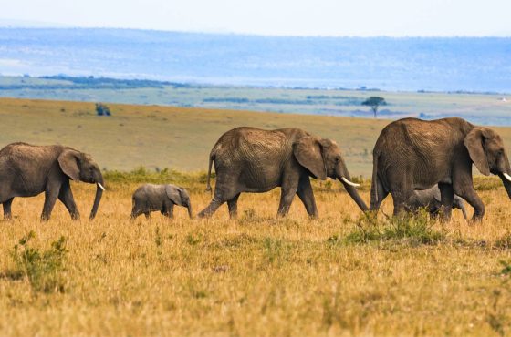 4 Days Mara River Crossing Migration Safari