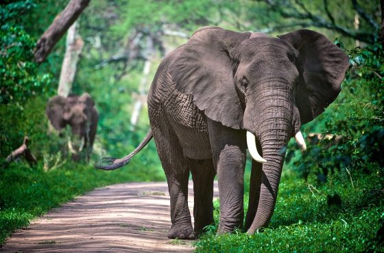 3 Days Tanzania Group & Camping Safari