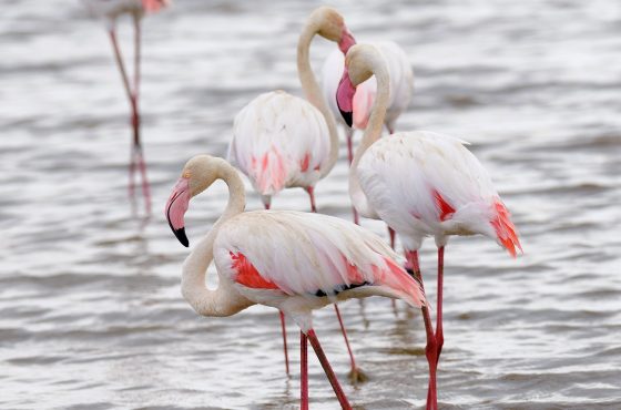 3 Days Tanzania Budget Camping Safari Experience