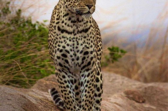 7 Days Luxury Migration Safari