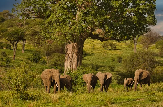 2 Days Tanzania Group Joining & Camping Safari