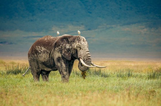 4 Days Luxury Honeymoon Safari in Tanzania