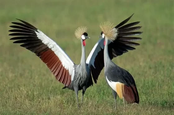 14-Day Luxury Romantic Getaway in Serengeti