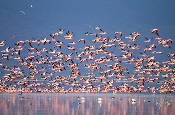 6 Days Northern Tanzania Safari Escape