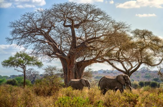 5 Days Mid-Range Tanzania Safari