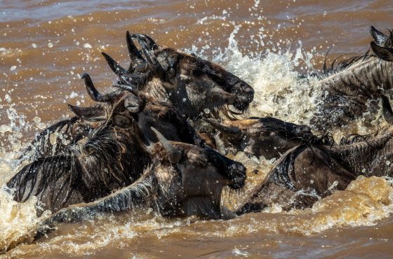 8 Days Great Migration Trail Safari