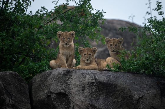 6 Days Tanzania Group Safari