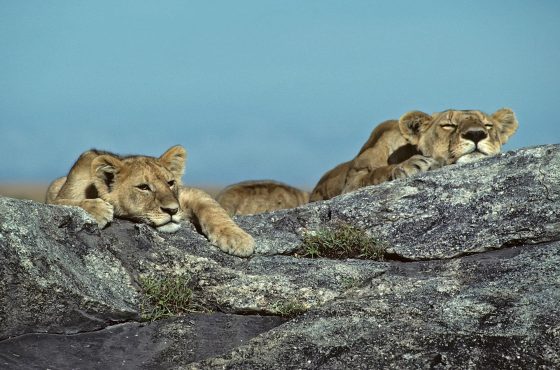 6-Day Honeymoon Safari