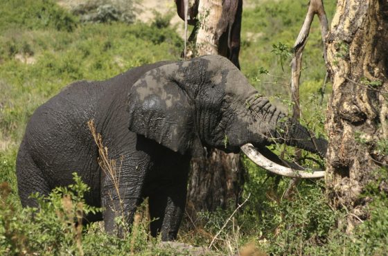 6 Days Serengeti & Ngorongoro Safari