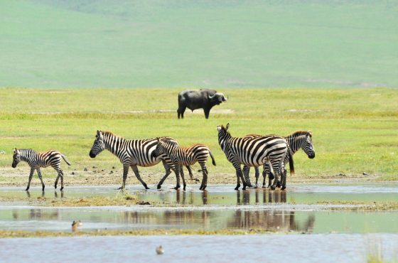 3 Days Tanzania Safari Highlights